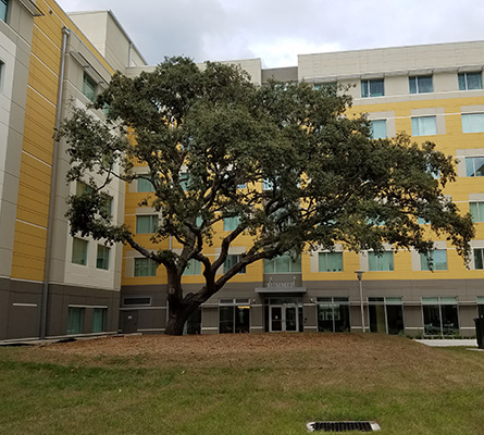 urban tree care - horticultural assistance - Central Florida